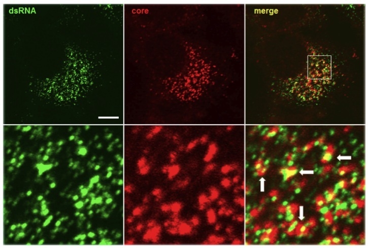 Mouse Anti Double Stranded Rna J2 Exalpha Biologicals Inc